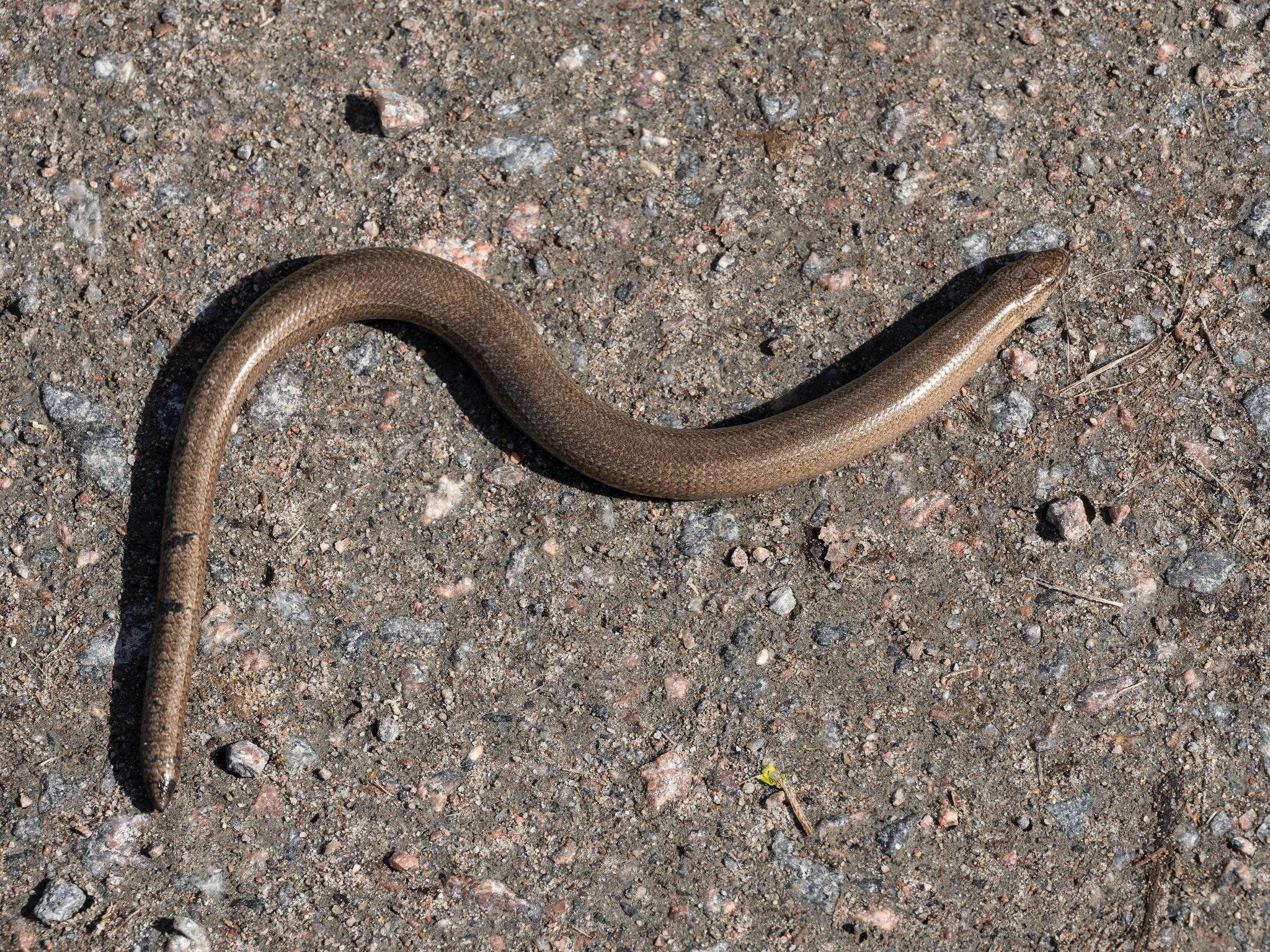 Blindschleiche